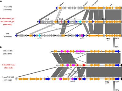 Horizontal Transfer of Different erm(B)-Carrying Mobile Elements Among Streptococcus suis Strains With Different Serotypes